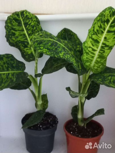 Диффенбахия рефлектор