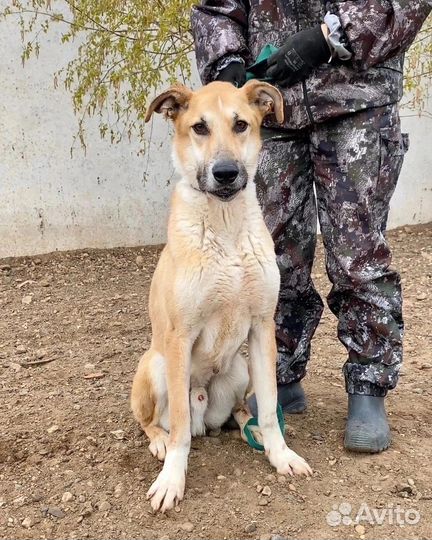 Собака в дом Гриша