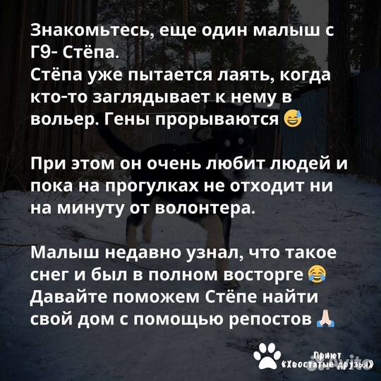 Собака в добрые руки