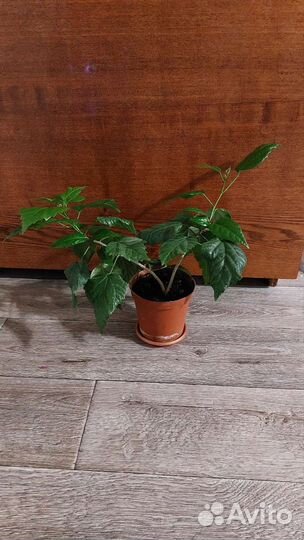 Гибискус махровый