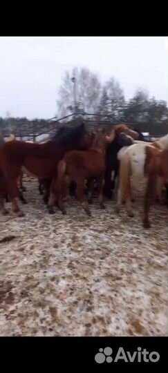 Жеребята тяжеловозы