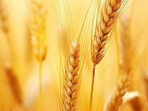 Семена озимой пшеницы (эс)