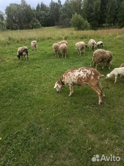 Катумские овцы и ярки