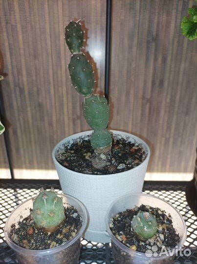 Хойи сортовые, кактусы, ластониевые