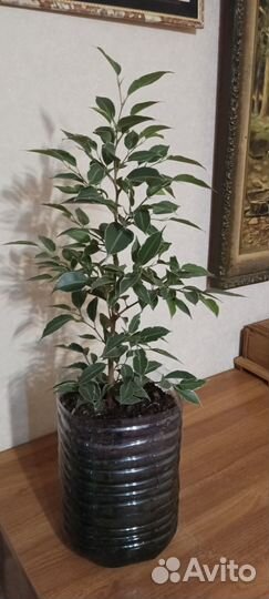 Фикус бенджамина пестролистный