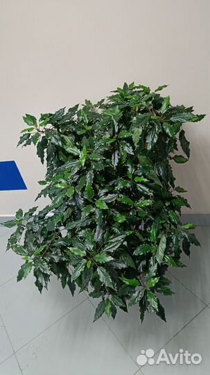 Гибискус китайская роза розовый