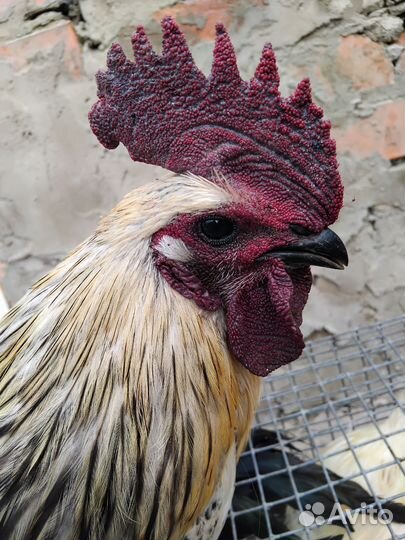 Молодые петухи