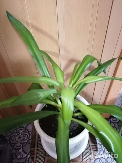 Пальма Юкка и Пальма винтовая Панданус