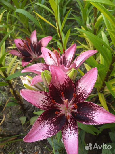 Лилии и лилейники