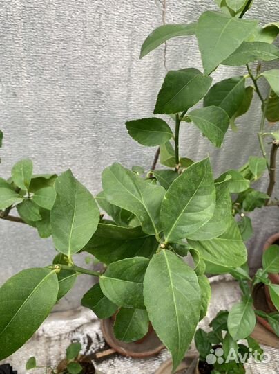 Лимон испанский, сорт Верна