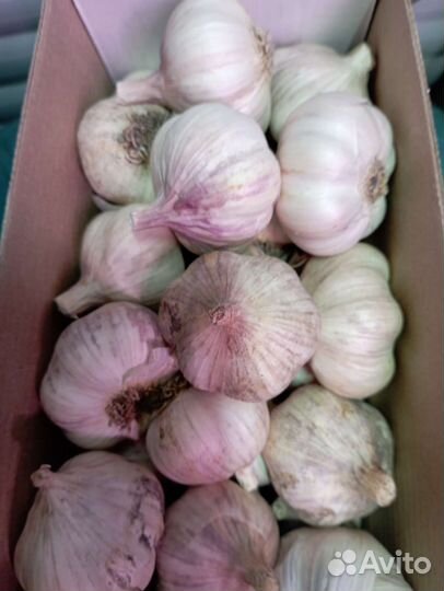 Яровой чеснок