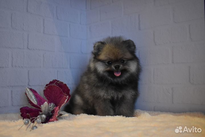 Эксклюзивный шпиц