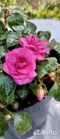 Бальзамин махровый