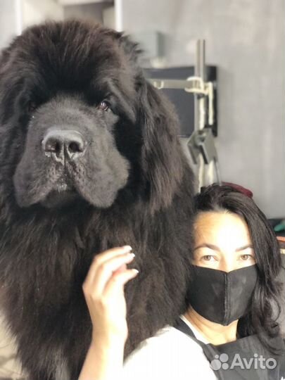 Курсы груминга