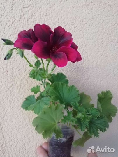 Пеларгония герань, Фуксия Маринка