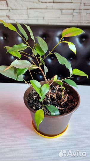 Фикус бенджамина