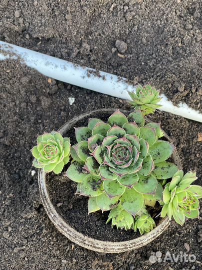 Молодило (каменная роза)