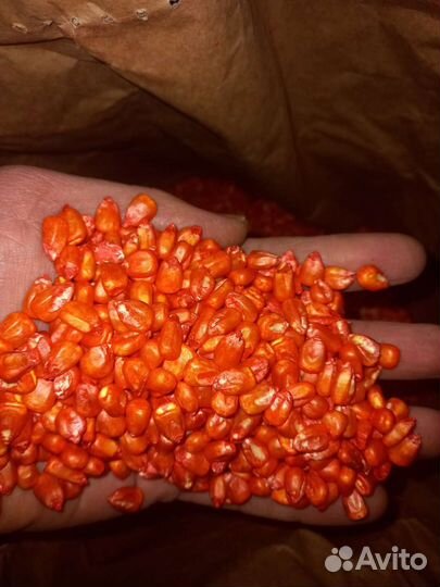 Семена Канадской кукурузы