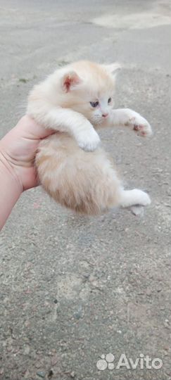 Кошки в добрые руки