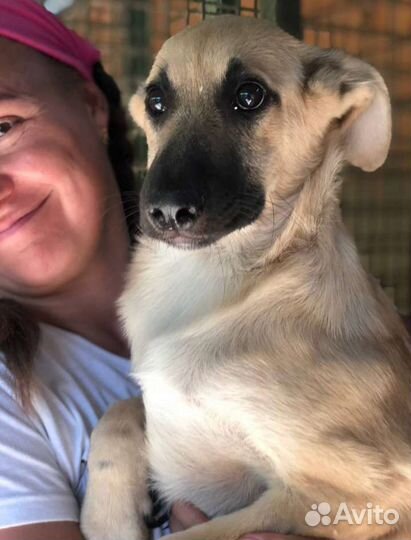 Собака в клетке