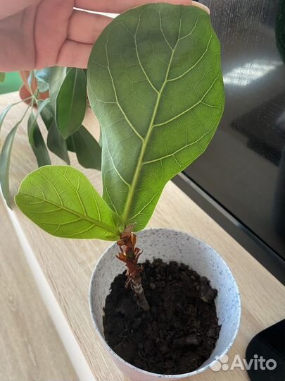 Комнатные цветы фикус