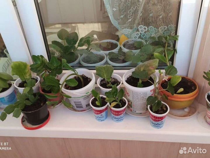 Домашние растения