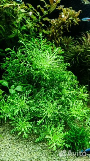 Гигрофила Вайс Грюн