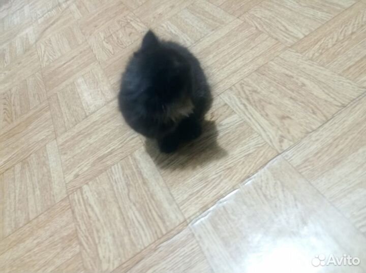 Отдам котят с подарком