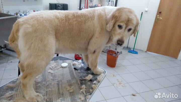 Экспресс-линька. помыть, вычесать собаку