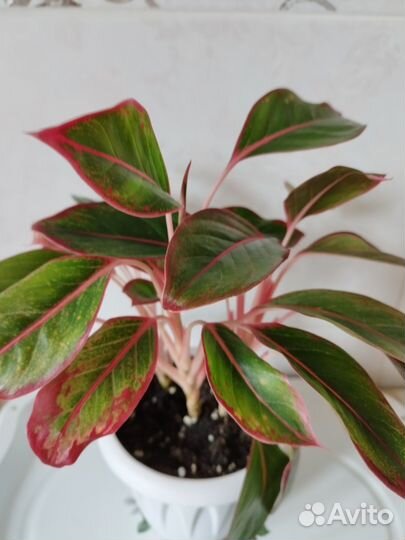 Бегония Черная мамба, фуксия, аглаонема