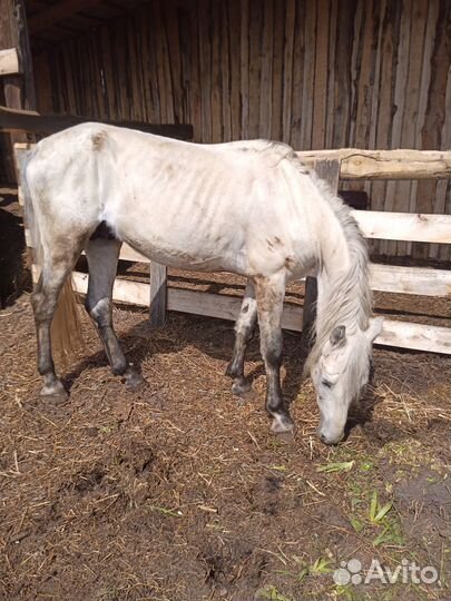 Жеребец орловский рысак