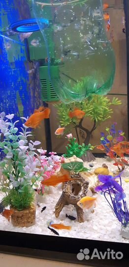 Аквариумные рыбки