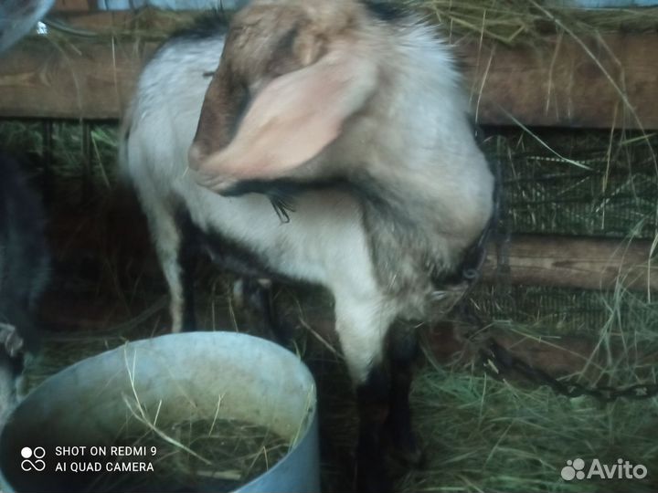 Козел на племя