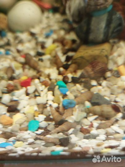 Улитки ампулярии