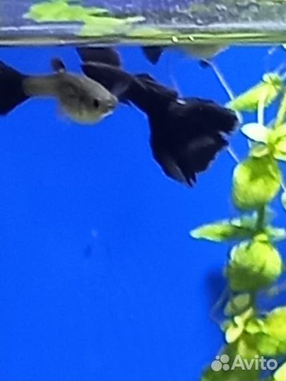 Гуппи черный монах