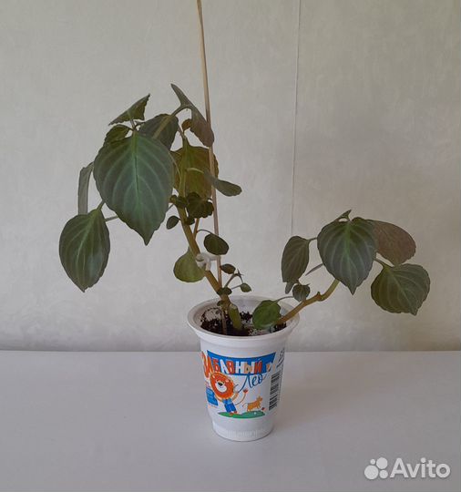 Бальзамин (ванька мокрый)