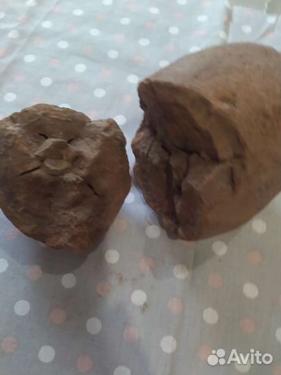 Находка мелового периода