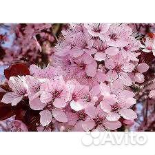 Черемуха саженцы