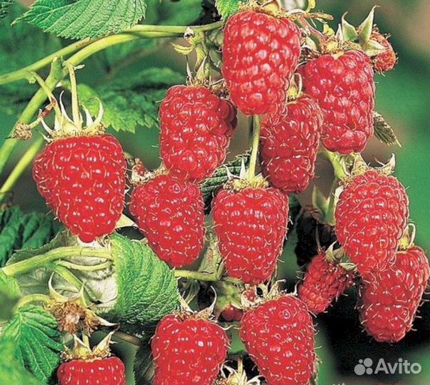 Саженцы малины Карамелька