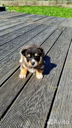 Щенки митисы