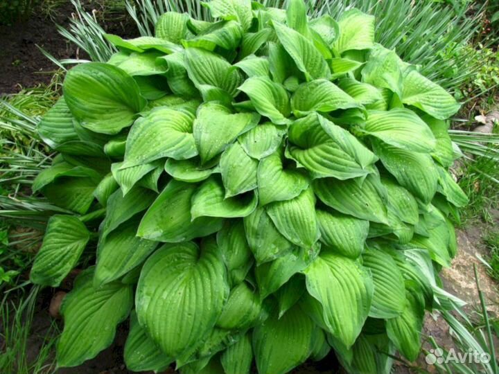 Хосты Альбопикта