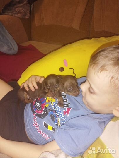 Щенки русский той-терьер