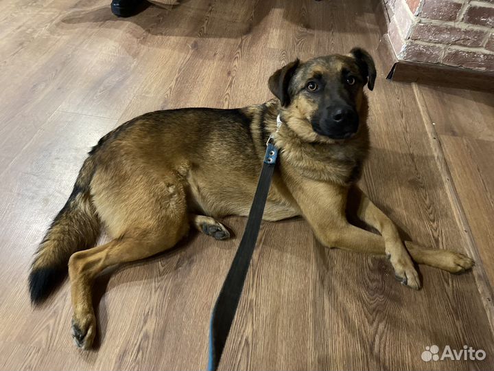 Собака Рони