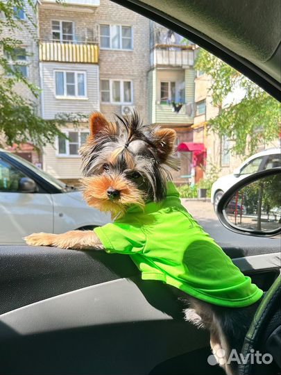 Футболка для собак,мелких