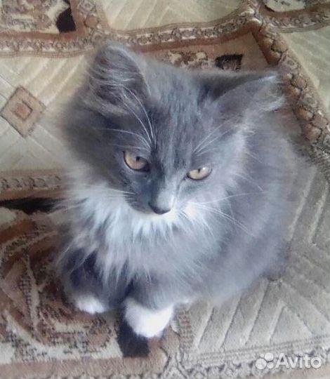 Котенок сибирской кошки бесплатно