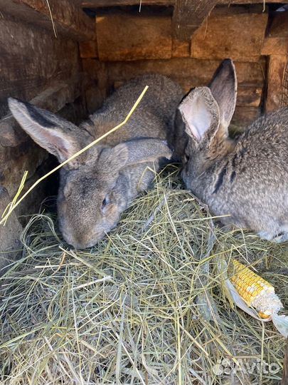 Кролики разных пород