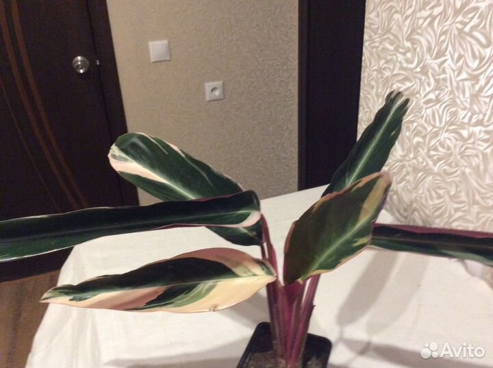 Строманта триколор