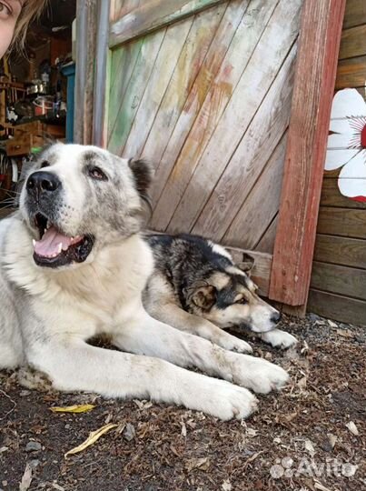 Алабай ищет даму сердца