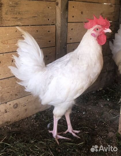 Молодые петухи