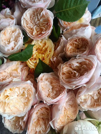 Кустовые розы саженцы принимаю заказы